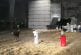 Fille belge apprend le saut d’obstacle à une vache