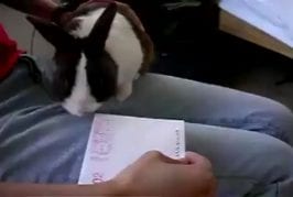 Lapin ouvre-lettre