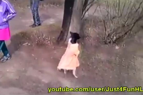 Chien en robe marche sur deux pattes