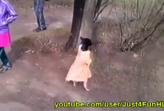 Chien en robe marche sur deux pattes