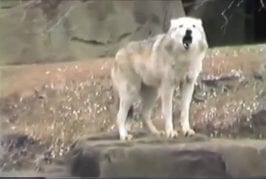 Loups chante avec les sirènes d’un raid aérien