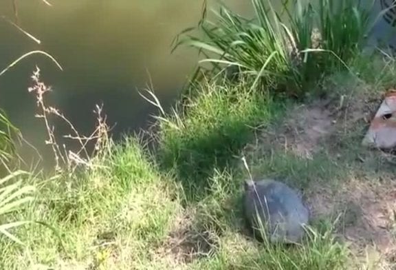 Saut épique de tortue