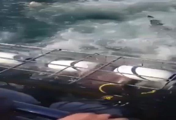 Grand requin blanc s’attaque à une cage de plongée