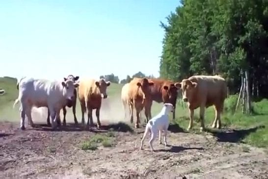 Chien répond aux vaches