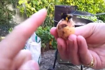 Une abeille fait un high five