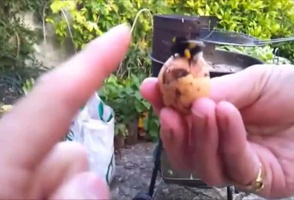 Une abeille fait un high five