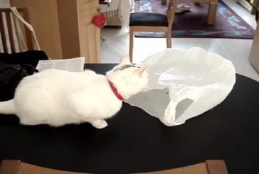 Pourquoi les chats ne devraient pas être jouer avec des sacs en plastique