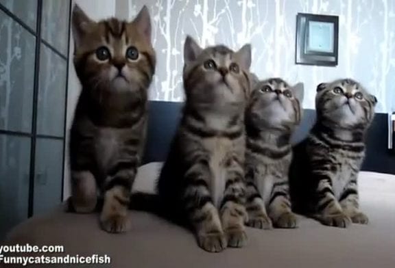 Des chatons très synchronisés