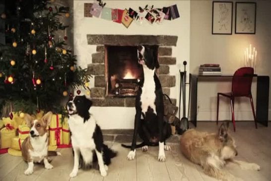 Des chiens chantent jingle bells