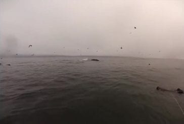 Les plongeurs échappent de justesse aux dents des baleines