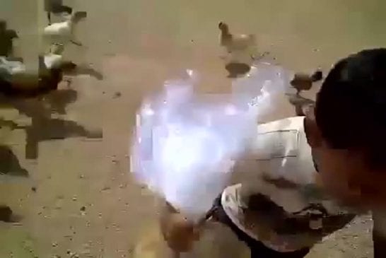 Des poules affamées poursuivent un enfant