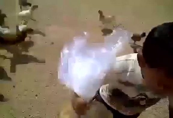 Des poules affamées poursuivent un enfant