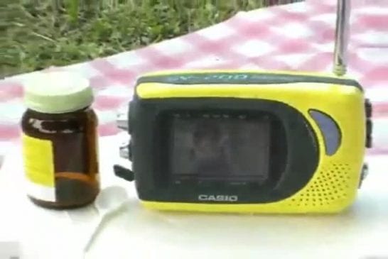 Chat regarde la télévision dans le parc