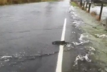 Des saumons traversent la route