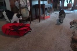 Chats ont peur de lynx en peluche