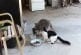 Raton laveur vole de la nourriture aux chats