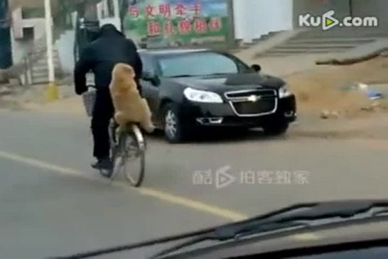 La vie tranquille d’un chien chinois