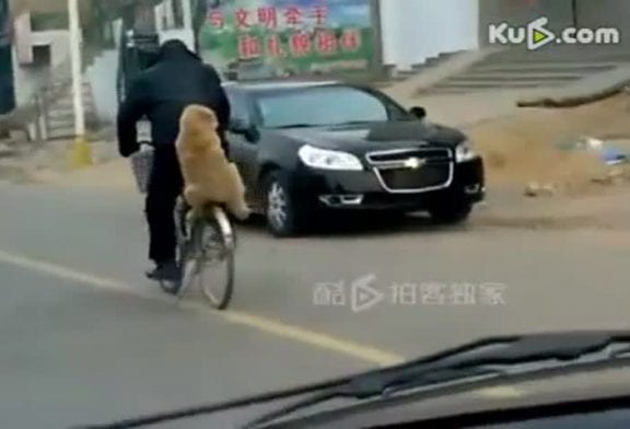 La vie tranquille d’un chien chinois