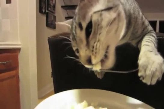 Le chat qui mange avec une fourchette