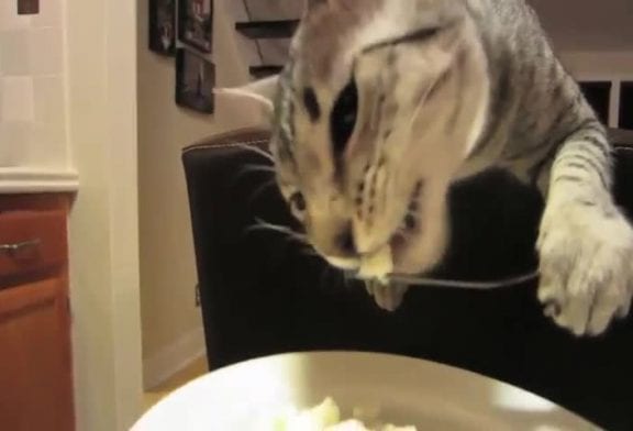 Le chat qui mange avec une fourchette