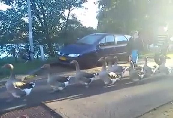 Le cortège des canards