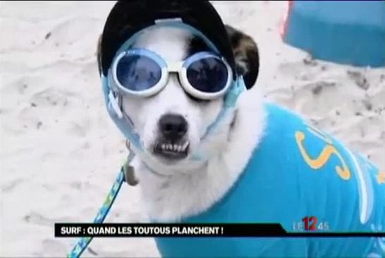 Chiens surfeurs