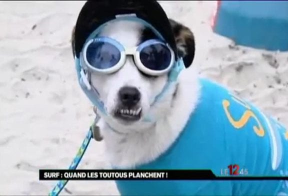 Chiens surfeurs