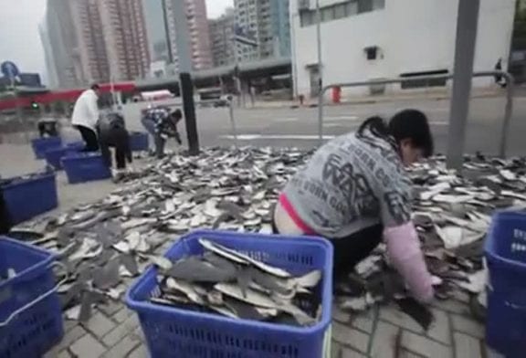 Plus de 2000 ailerons de requins dans la rue