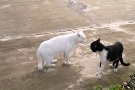 Un chat qui se prend pour un cobra