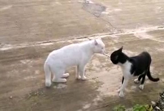 Un chat qui se prend pour un cobra