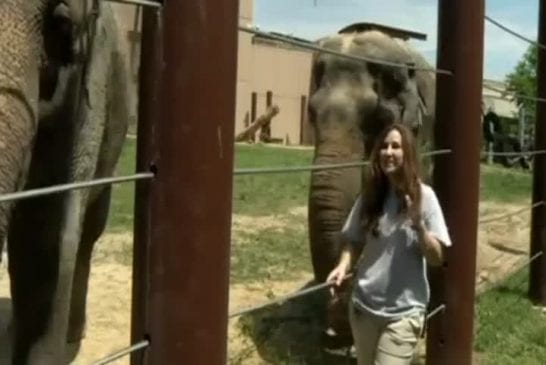 Un éléphant joue de l’harmonica