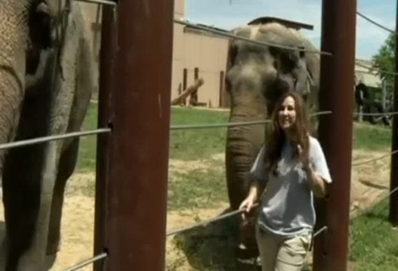 Un éléphant joue de l’harmonica