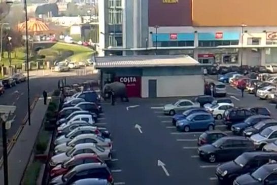 Un éléphant s’echappe d’un zoo de Blackpool