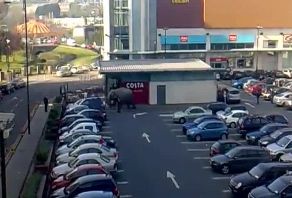 Un éléphant s’echappe d’un zoo de Blackpool