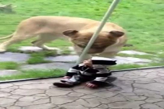 Une lionne veut manger un enfant