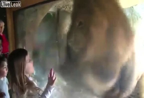 Une petite fille énerve un lion