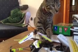 Chat vaincu par un hélicoptère en jouet