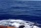 Marlin bleu de 150 kg se lance sur un bateau de pêche