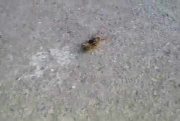 Guêpe coupe une abeille en deux