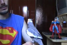 Oiseau chante la musique de Super Mario