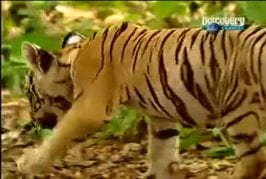 Singe qui n’a pas froid aux yeux