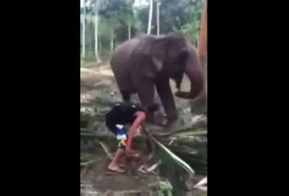 Un touriste se prend un coup de trompe