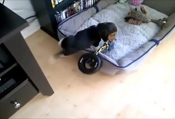 Problèmes de chiot
