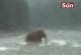 Vidéo d’un mammouth en Sibérie