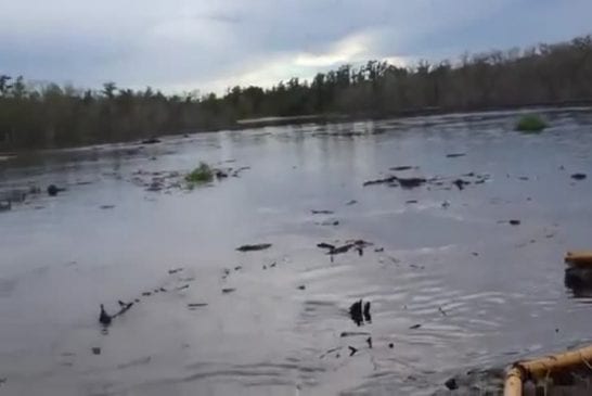 Fosse d’eau en Louisiane avale plusieurs grands arbres