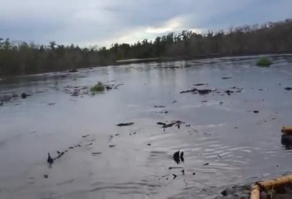 Fosse d’eau en Louisiane avale plusieurs grands arbres