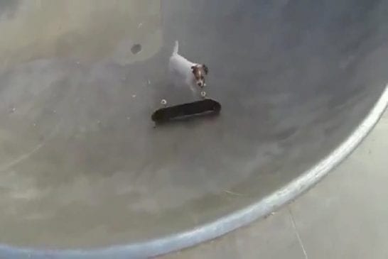 Chien génial s’amuse dans un skate park