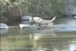 Chien attrape un énorme poisson