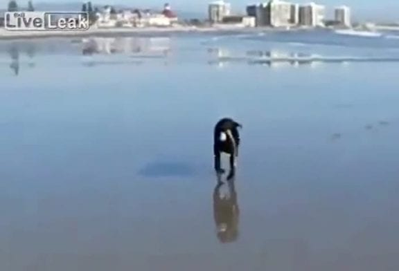 Chien pète de l’eau quand il aboie