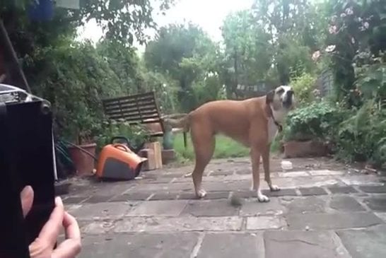 Chien chante au son de l’accordéon